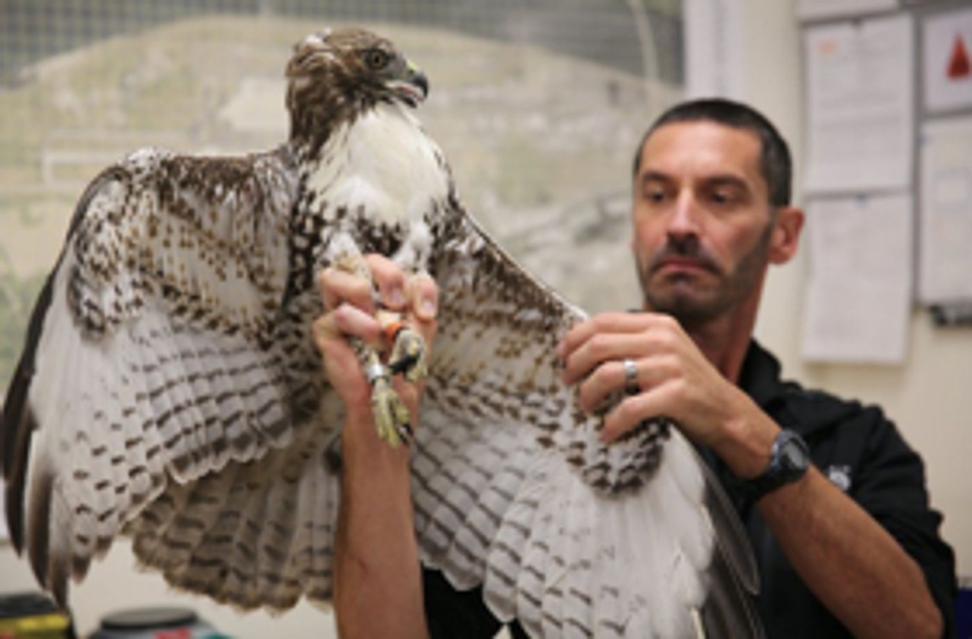 Smithsonian Channel to Premiere BIRD VS. PLANE: MIRACLE ON THE HUDSON Smithsonian Channel to Premiere BIRD VS. PLANE: MIRACLE ON THE HUDSON Image