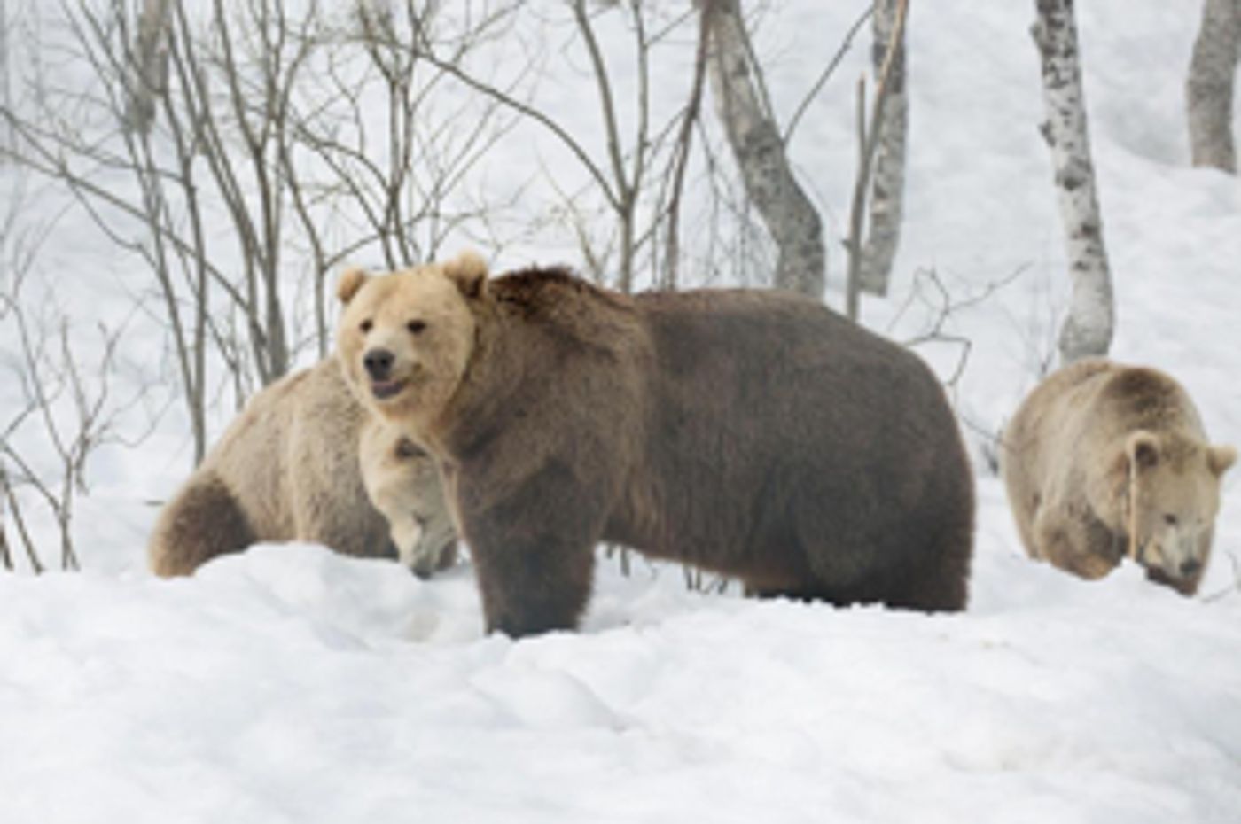 Smithsonian Channel Heads To The Frozen Forests Of Northern Europe To Witness Battle For Survival Smithsonian Channel Heads To The Frozen Forests Of Northern Europe To Witness Battle For Survival Image