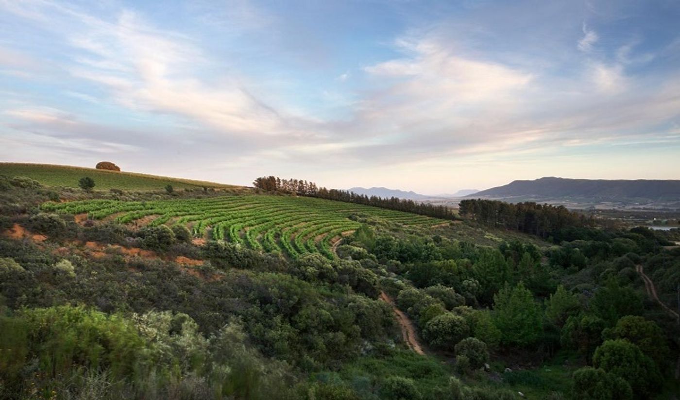 Backsberg Picnic Concert Series Set To Rock The Paarl Valley Again In February and March Backsberg Picnic Concert Series Set To Rock The Paarl Valley Again In February and March Image