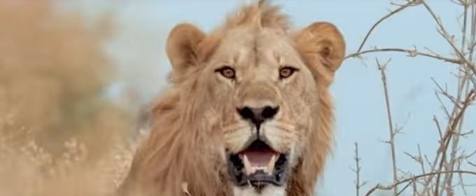 VIDEO: Sneak Peek - Nat Geo WILD's SAVAGE KINGDOM: UPRISING Returns 11/24 Video