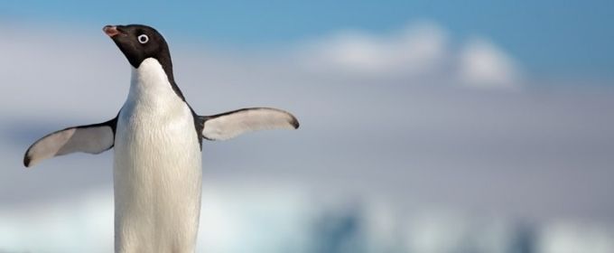 VIDEO: Watch the Trailer for Disneynature's Upcoming Feature PENGUINS Video