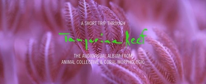 VIDEO: Animal Collective Share Extended Trailer for 'Tangerine Reef', Out 8/17 Video