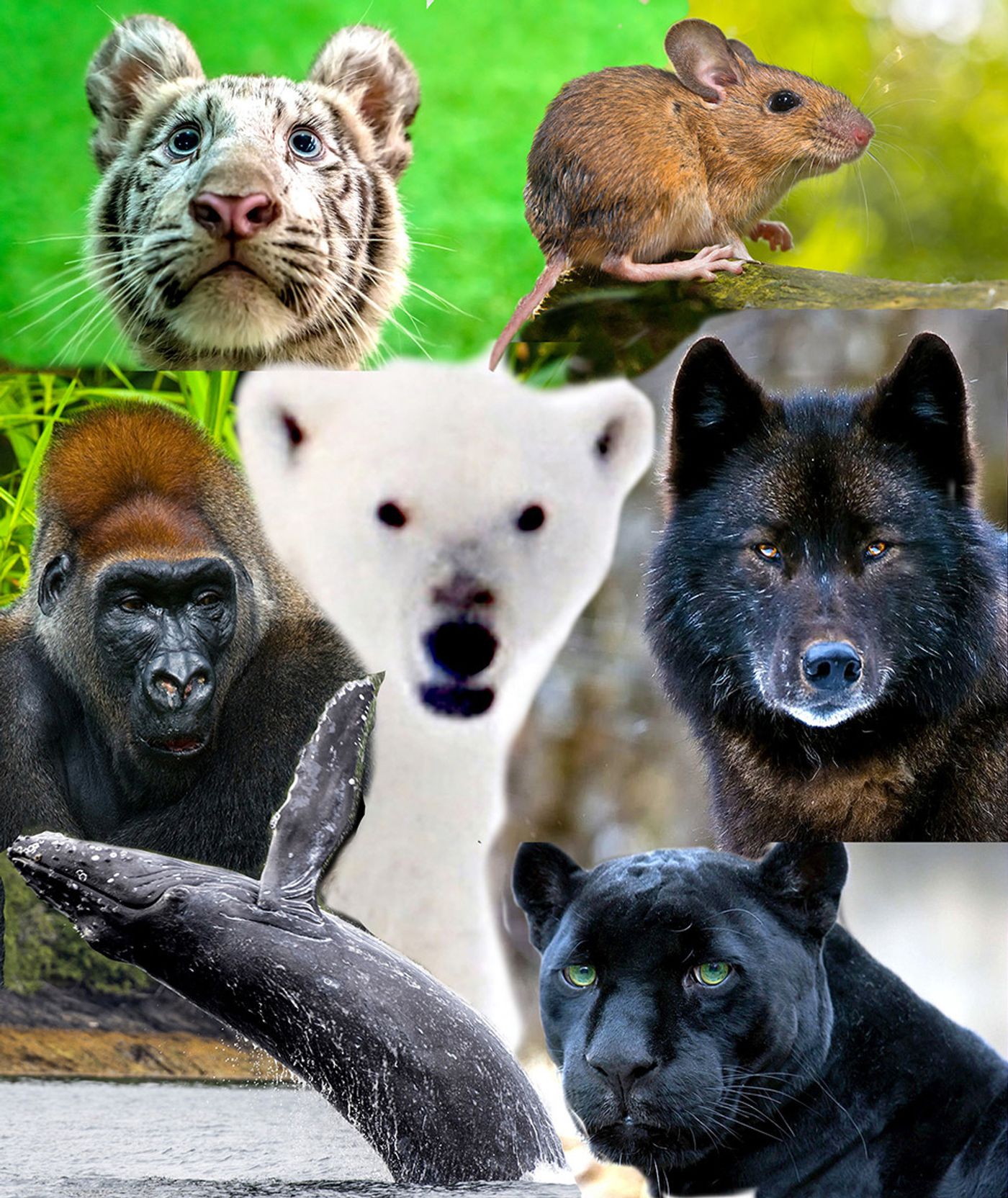 Mississippi Mud Productions Announces The Animal Empathy Project Mississippi Mud Productions Announces The Animal Empathy Project Image