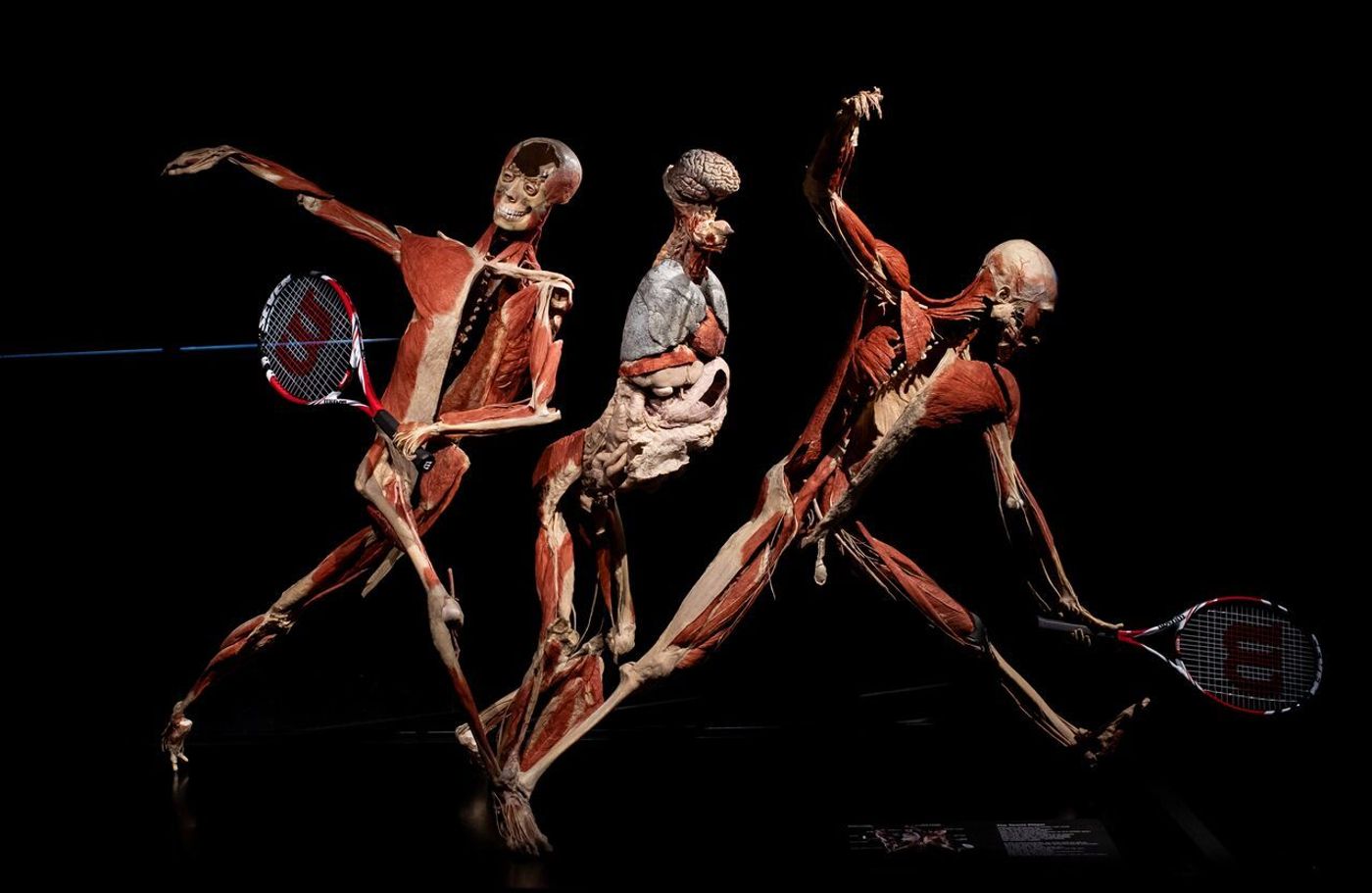 The Cadavers of BODY WORLDS Come to London The Cadavers of BODY WORLDS Come to London Image