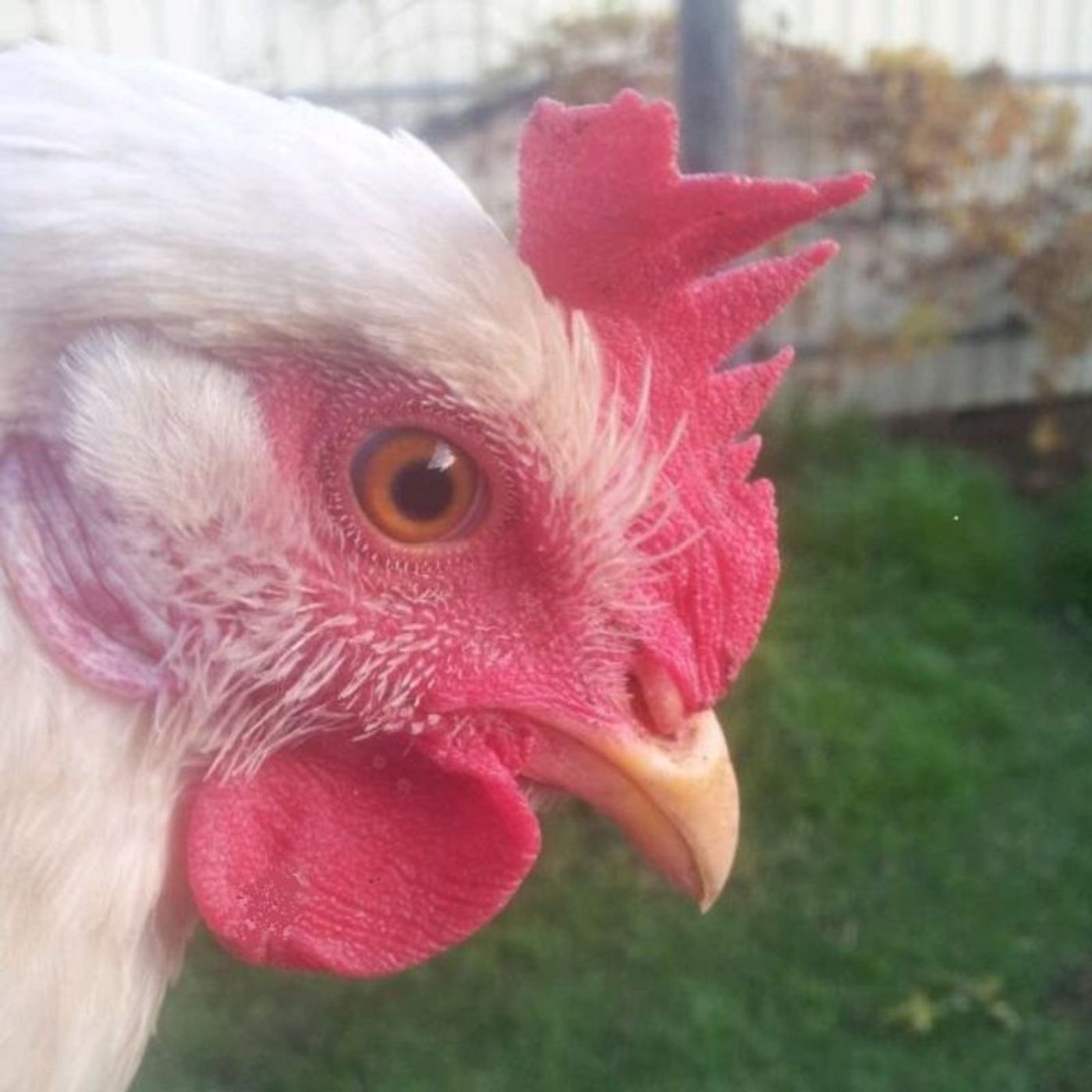 Review: CRAZY CHICKEN NERD: FRINGE 2018 at Biggies Basement At Biggies At Bertram  Image