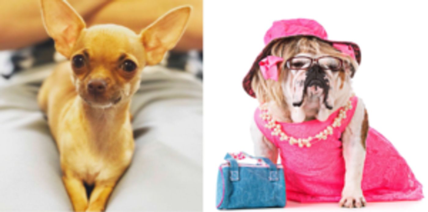 OMG You Guys! Dog Auditions to Be Held For Legally Blonde The Musical In Glasgow  Image