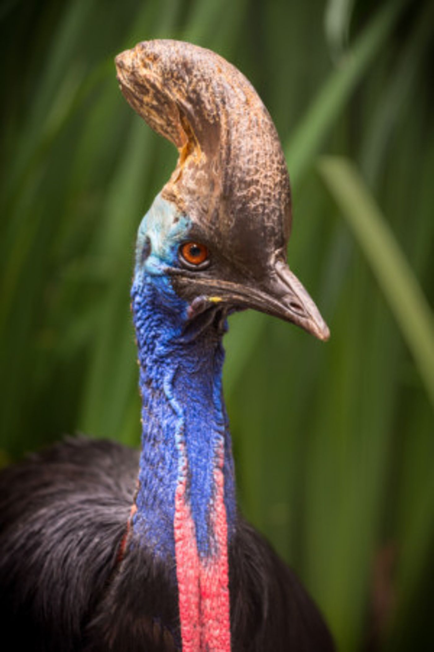 Go WILD FOR THE PLANET At L.A. Zoo From Earth Day To Endangered Species Day  Image