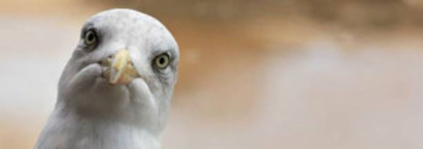 New Theatre Presents the Sydney Premiere of STUPID F---ING BIRD By Aaron Posner  Image