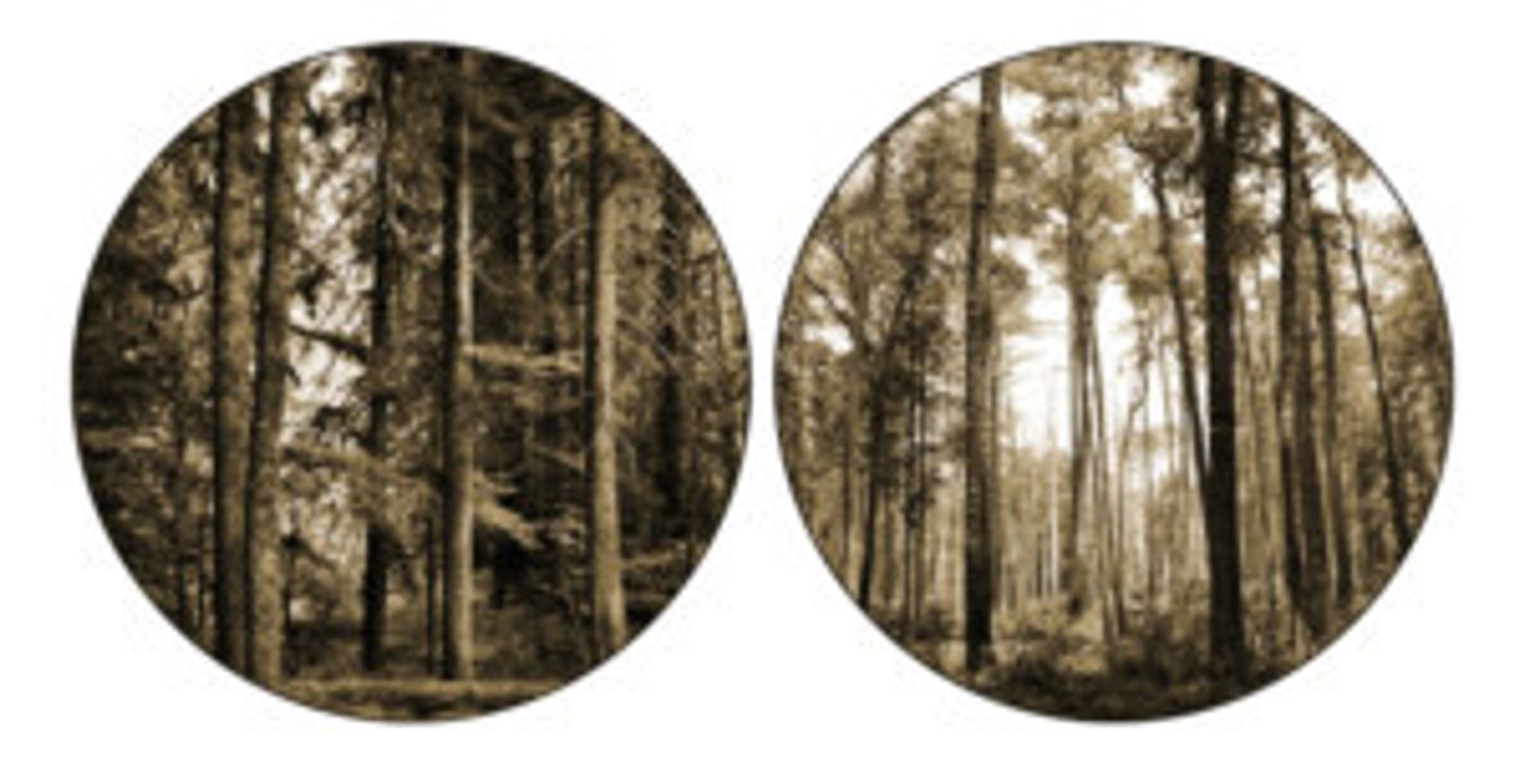 JKC Gallery Hosts Photo Exhibit By Ryann Casey 8/1-9/7  Image