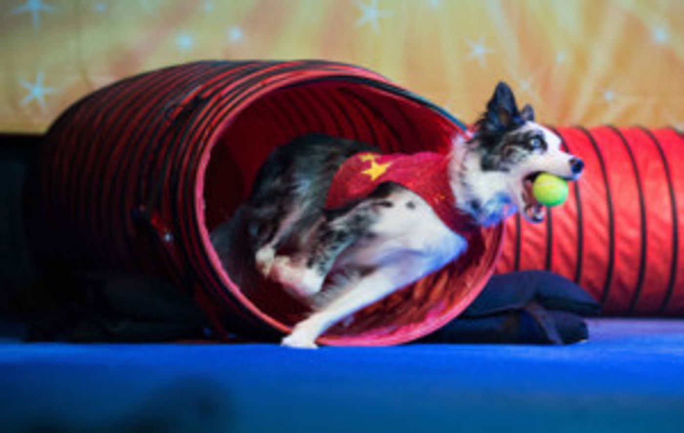 Stunt Dog Experience Comes To Poway  Image