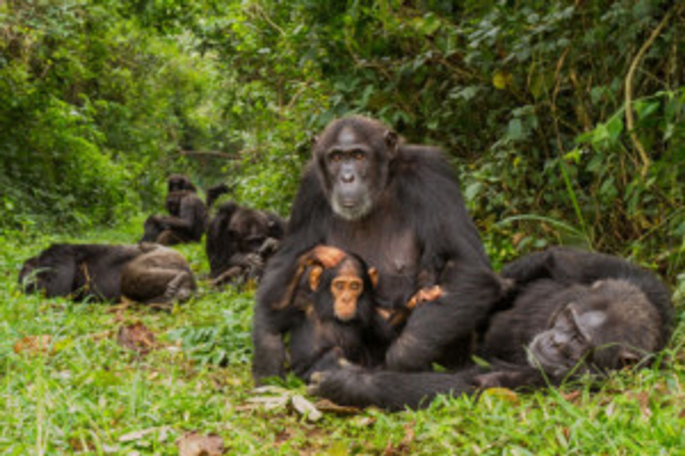 NATIONAL GEOGRAPHIC LIVE! Comes to the Broad Stage  Image