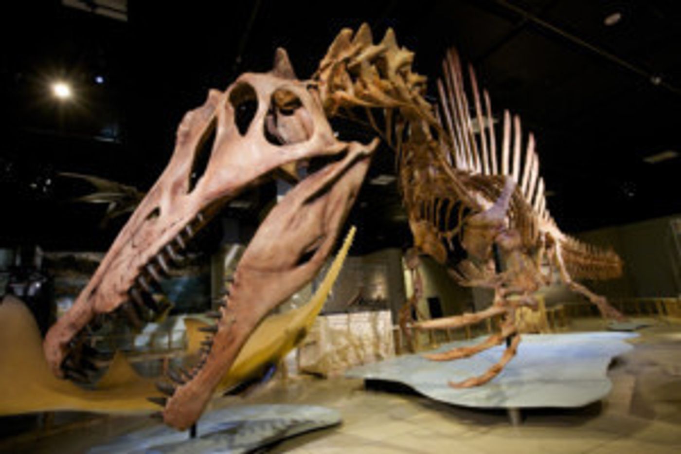 The McCoy To Host National Geographic Live's SPINOSAURUS: LOST GIANT OF THE CRETACEOUS  Image