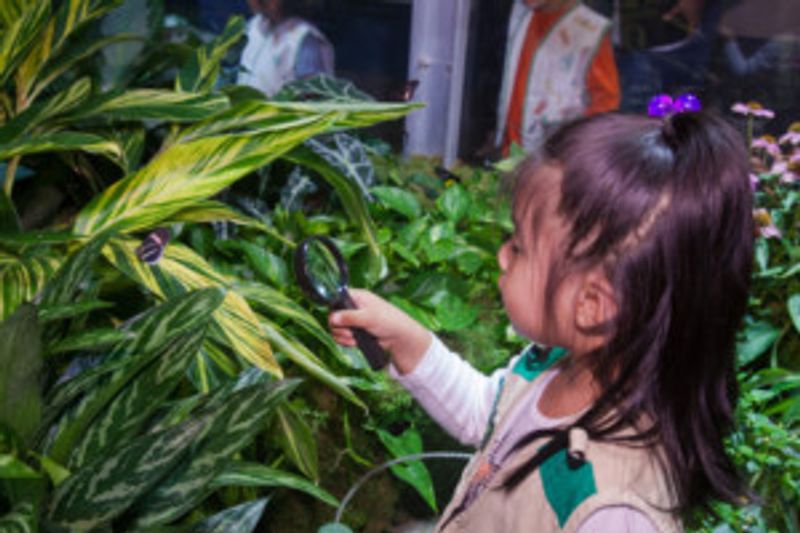 Live Butterflies Return To American Museum of Natural History This Fall Image