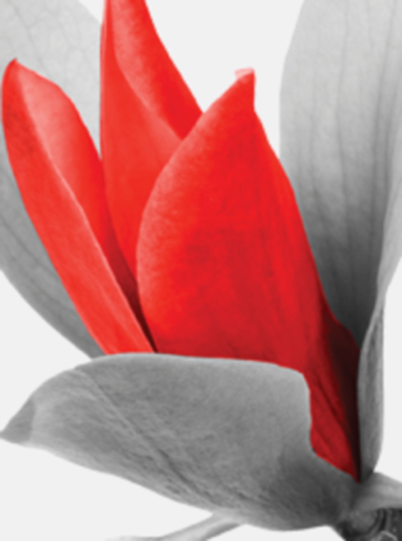 STEEL MAGNOLIAS Comes to Popejoy Hall  Image