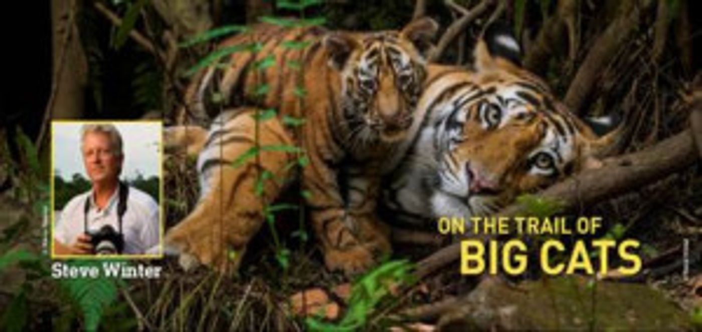 National Geographic Live: On The Trail Of Big Cats Comes to Playhouse Square  Image