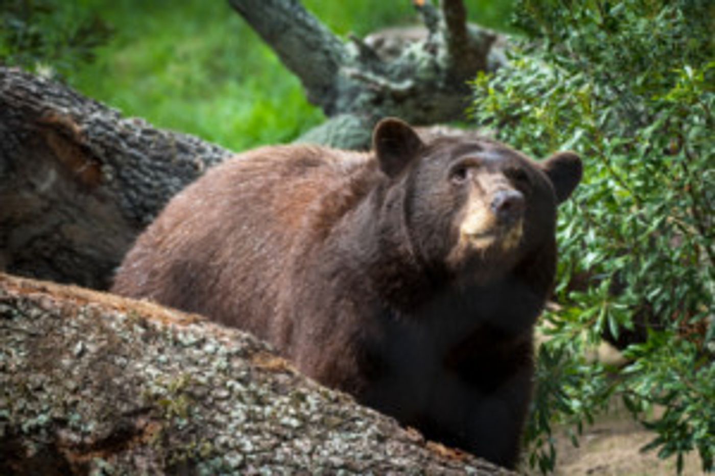 ROCO Connections Presents PETER AND THE BEAR  Image