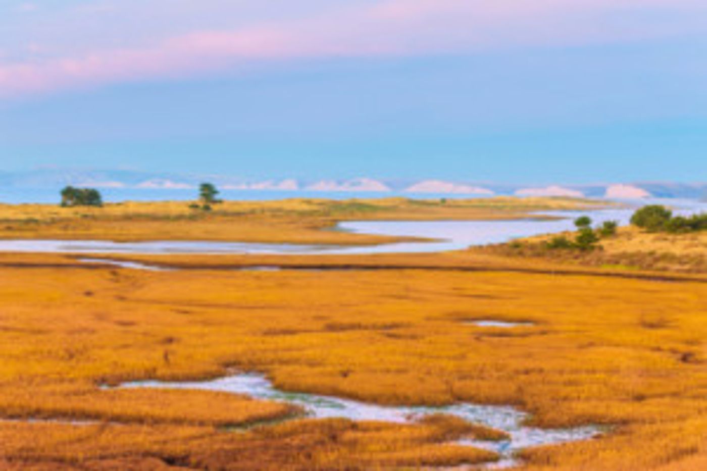 California Native Plant Society Presents BEAUTY AND THE BEAST: CALIFORNIA WILDFLOWERS AND CLIMATE CHANGE  Image