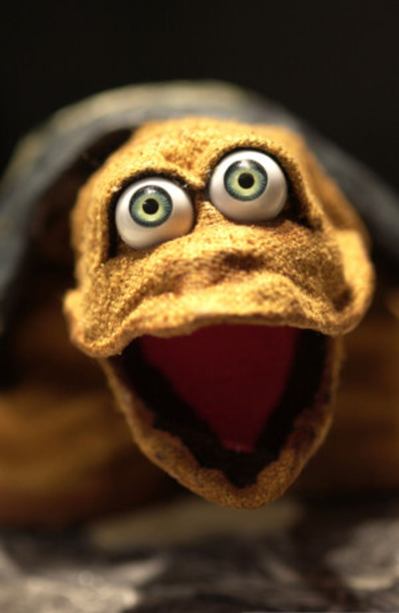 GALAPAGOS GEORGE, THE LITTLE TORTOISE THAT COULD Returns To Center For Puppetry Arts  Image