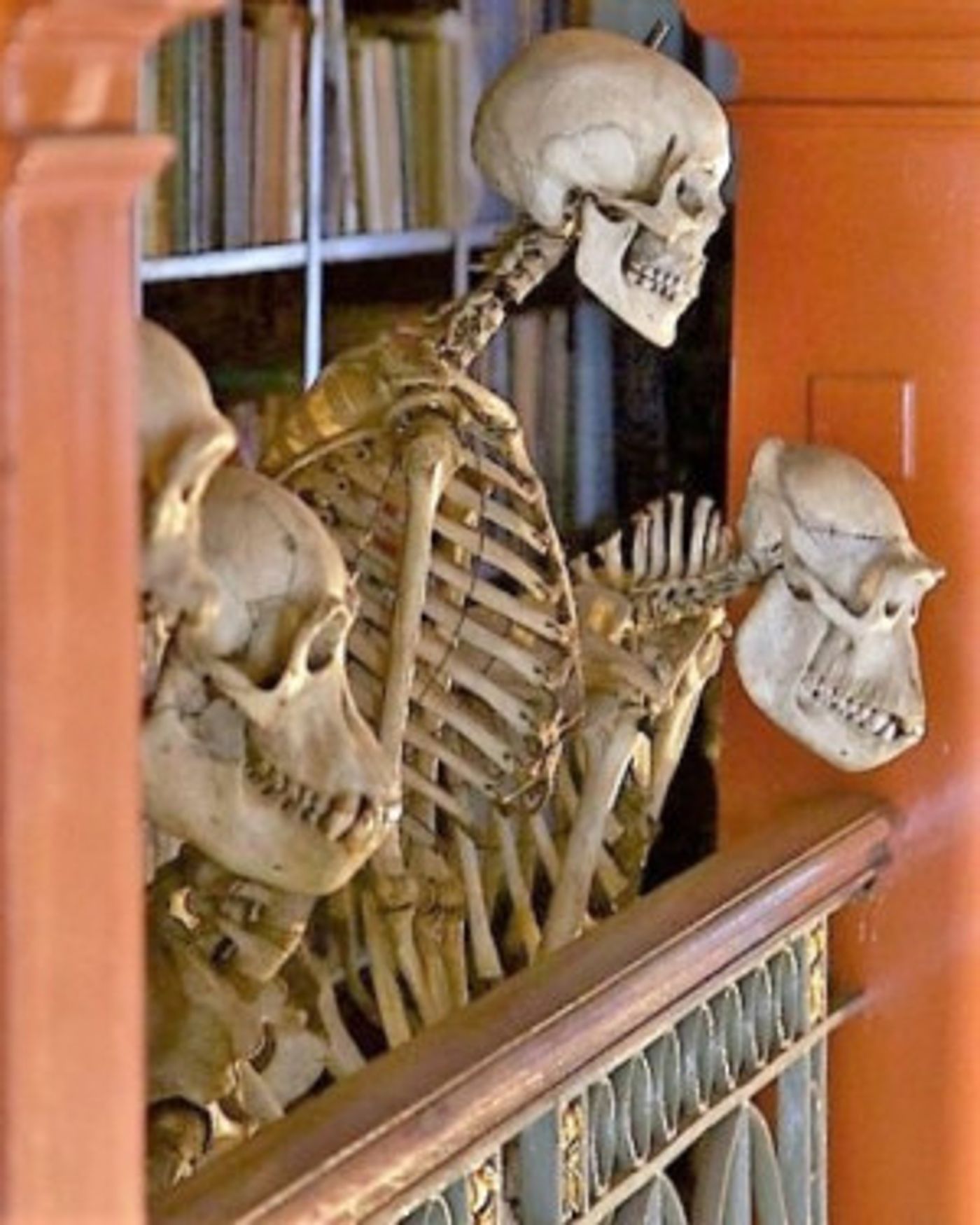 Eleven Performances Join the Performance Lab Series at UCL's Bloomsbury Theatre and Grant Museum of Zoology  Image