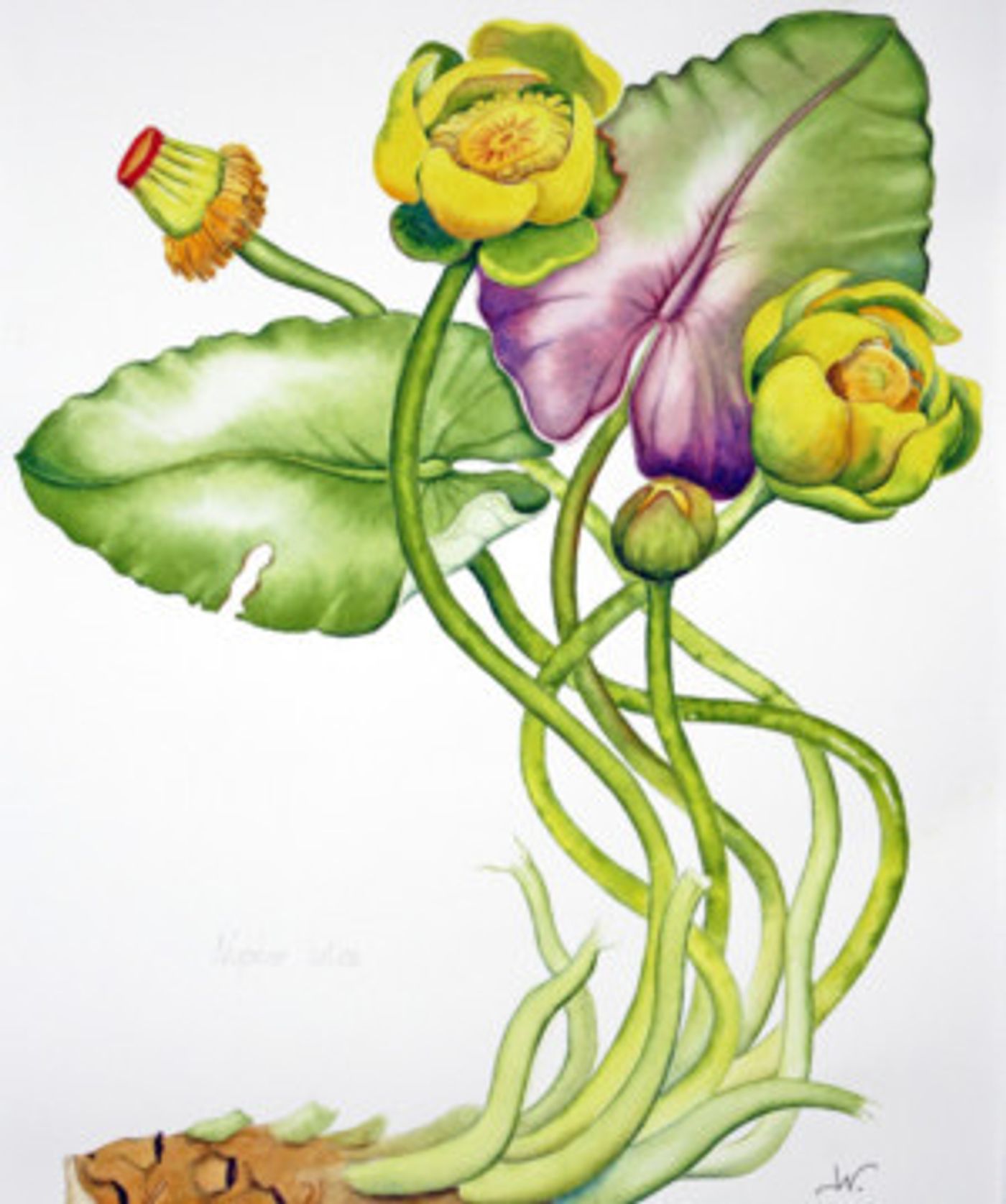 Tropical Botanic Artists Document South Florida's 100 Year-old Tamiami Trail  Image