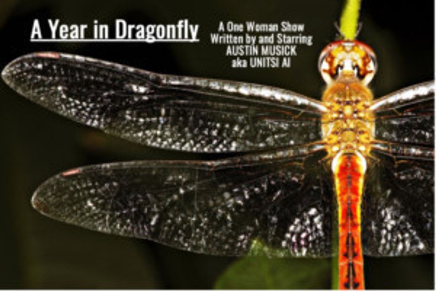 A YEAR IN DRAGONFLY Opens At The Hollywood Fringe Festival  Image