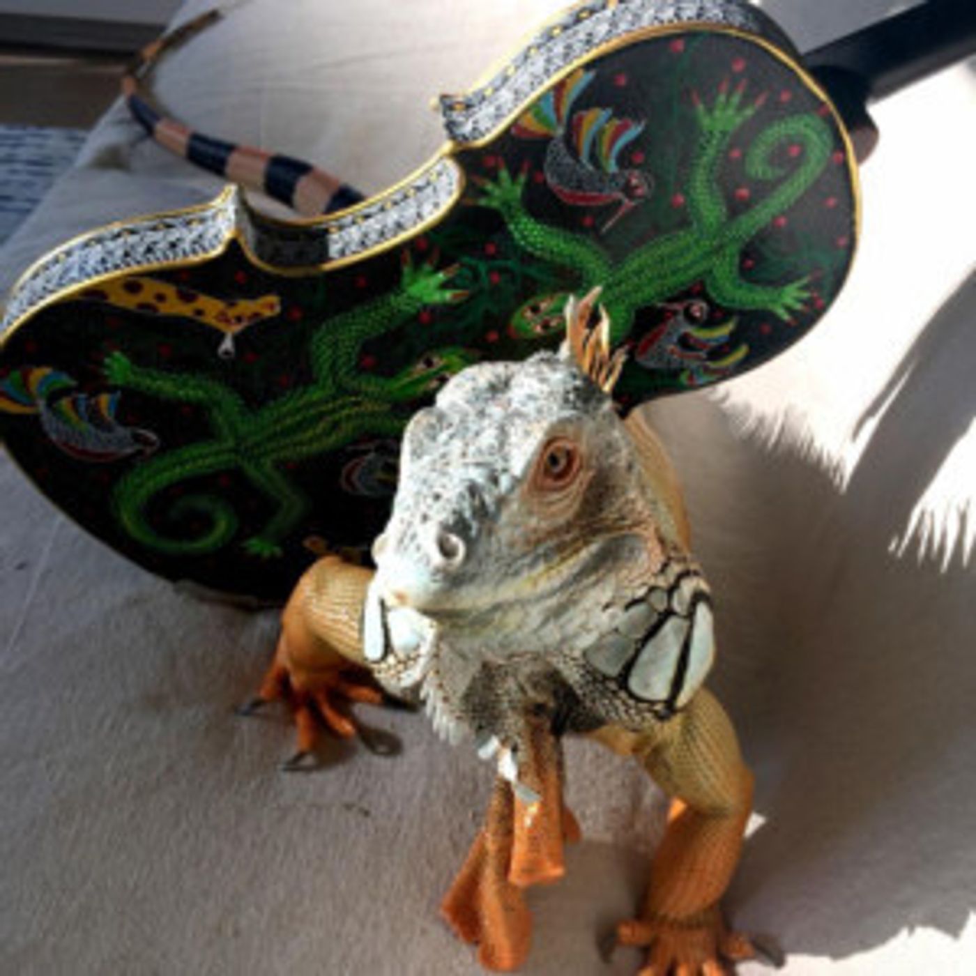 Composers Concordance's 8th Annual Festival Continues With ANIMAL GALLERY  Image