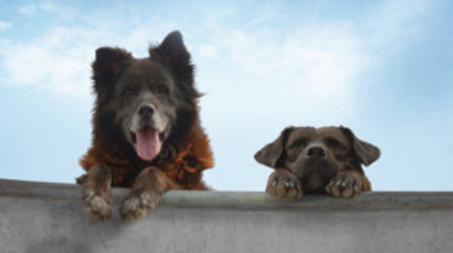 Award-Winning LOS REYES From Chile Premieres At The Miami International Film Festival Image