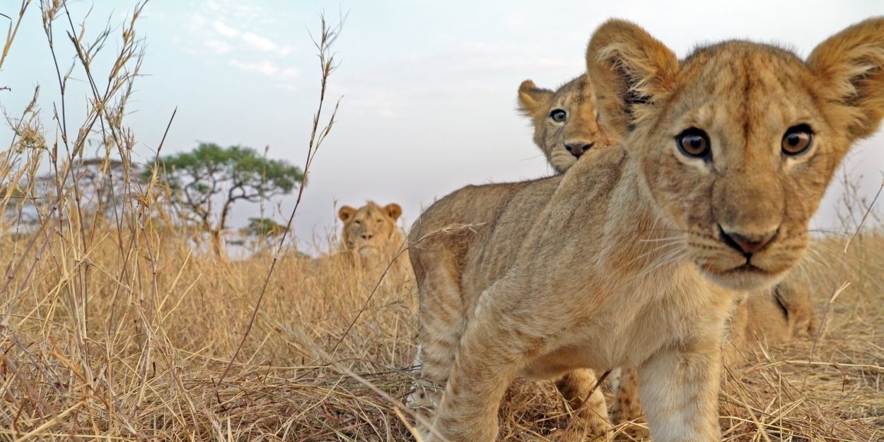 VIDEO: Discovery Releases Trailer of Lupita Nyong'o in SERENGETI Video