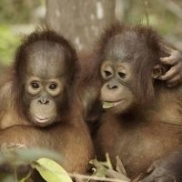Smithsonian Channel Announces New Docuseries ORANGUTAN JUNGLE SCHOOL
