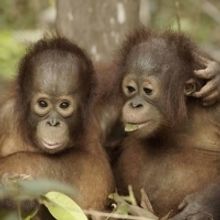 Smithsonian Channel Announces New Docuseries ORANGUTAN JUNGLE SCHOOL