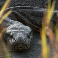 Smithsonian Channel Presents New Series QUEEN OF THE PYTHONS