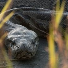 Smithsonian Channel Presents New Series QUEEN OF THE PYTHONS