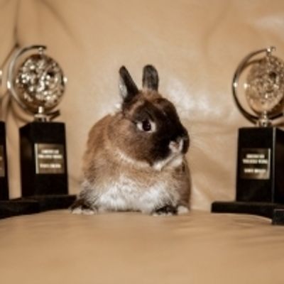 Photo Coverage: The Company of THE FERRYMAN Celebrates Their Tony Victory!