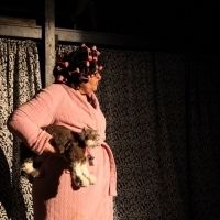 A CAT FEST! Returns To Chicago This August At The Hairpin Arts Center
