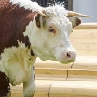 Photo Flash: Greenwich+Docklands International Festival Features PASTURE WITH COWS