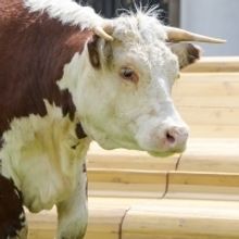 Photo Flash: Greenwich+Docklands International Festival Features PASTURE WITH COWS