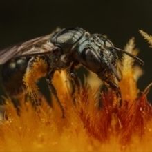 BEEBLITZ by The Honeybee Conservancy at Governors Island on 6/22