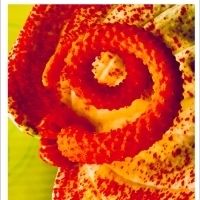Photo Flash: First Look at Photography from Joel Grey's THE FLOWER WHISPERER