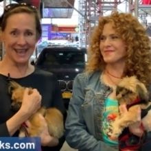 VIDEO: Broadway Barks Cancels 2019 Event Due to Construction in Shubert Alley