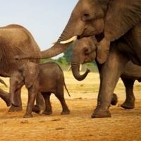 BBC America Presents WILD LIFE WEEK
