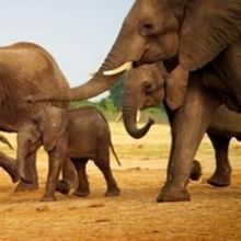 BBC America Presents WILD LIFE WEEK