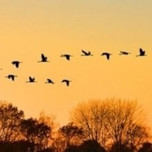 Experience BIRDS OF NORTH AMERICA Outdoors At Theater With A View