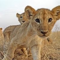 VIDEO: Discovery Releases Trailer of Lupita Nyong'o in SERENGETI