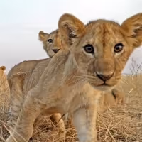 VIDEO: Discovery Releases Trailer of Lupita Nyong'o in SERENGETI Video