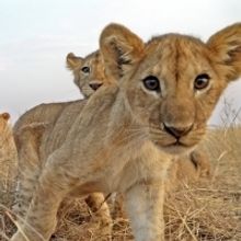 VIDEO: Discovery Releases Trailer of Lupita Nyong'o in SERENGETI