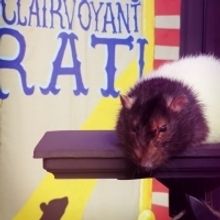 THE RAT MENTALIST Comes to Hollywood Fringe