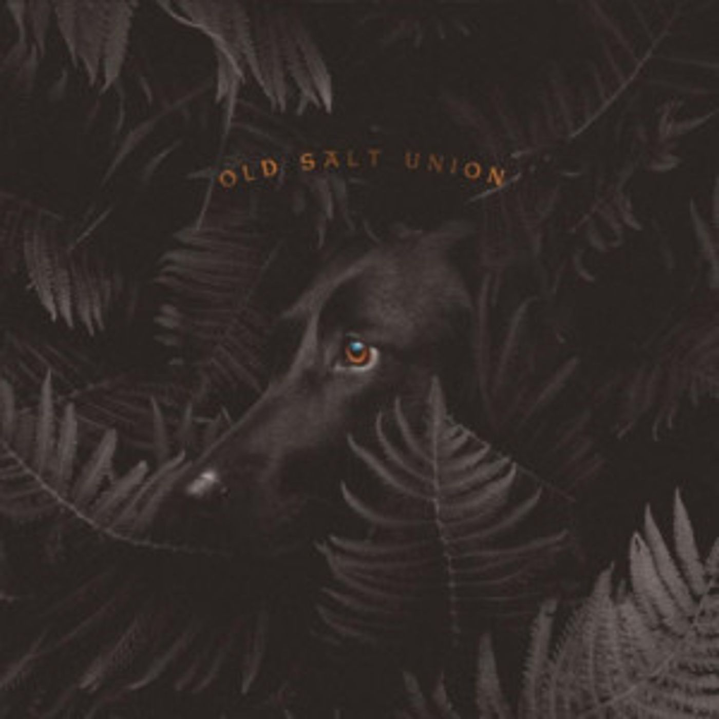 Old Salt Union Announces New Album 'Where The Dogs Don't Bite' Old Salt Union Announces New Album 'Where The Dogs Don't Bite' Image