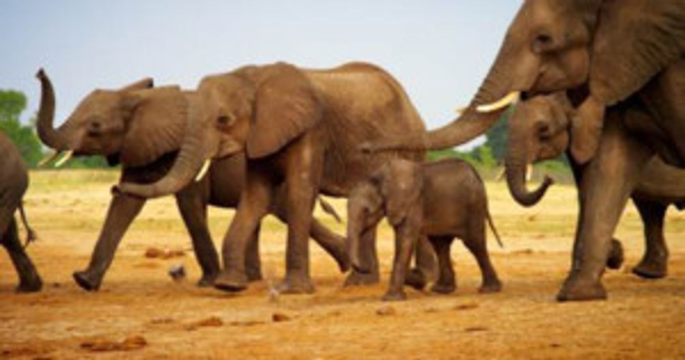 BBC America Presents WILD LIFE WEEK BBC America Presents WILD LIFE WEEK Image