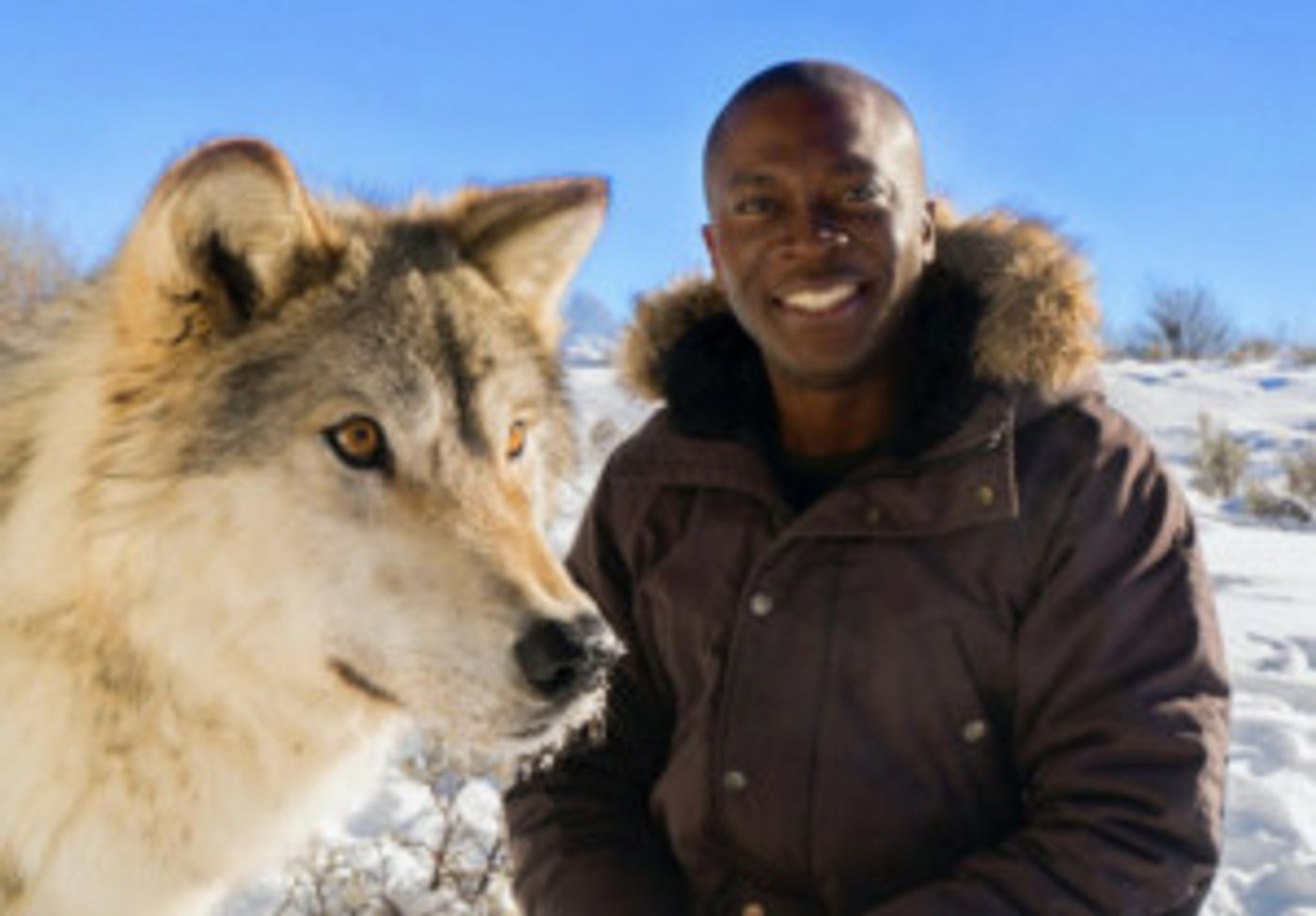 Smithsonian Channel Explores The Wild World Of Man's Best Friend In AMAZING DOGS Smithsonian Channel Explores The Wild World Of Man's Best Friend In AMAZING DOGS Image