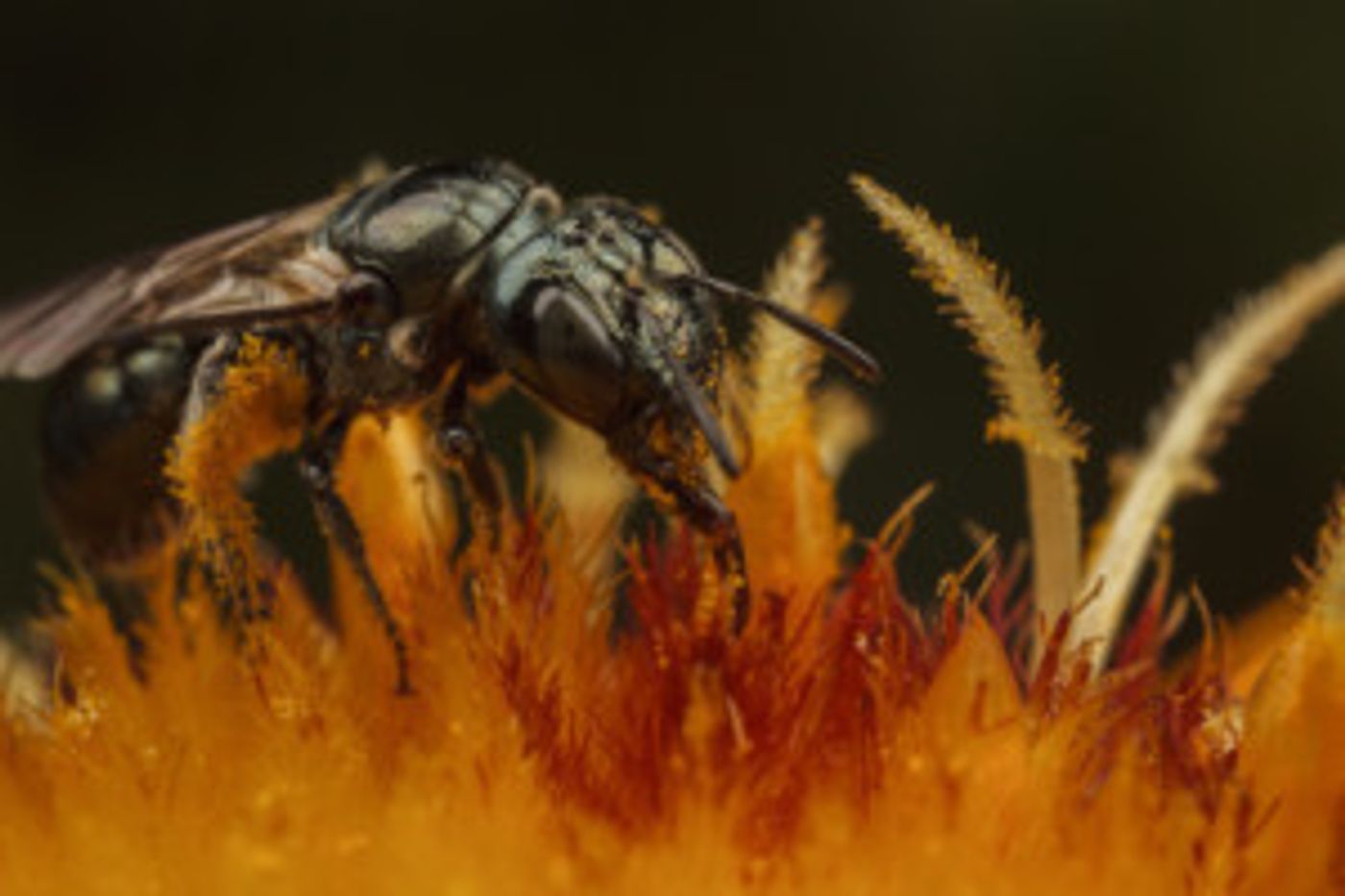 BEEBLITZ by The Honeybee Conservancy at Governors Island on 6/22 BEEBLITZ by The Honeybee Conservancy at Governors Island on 6/22 Image